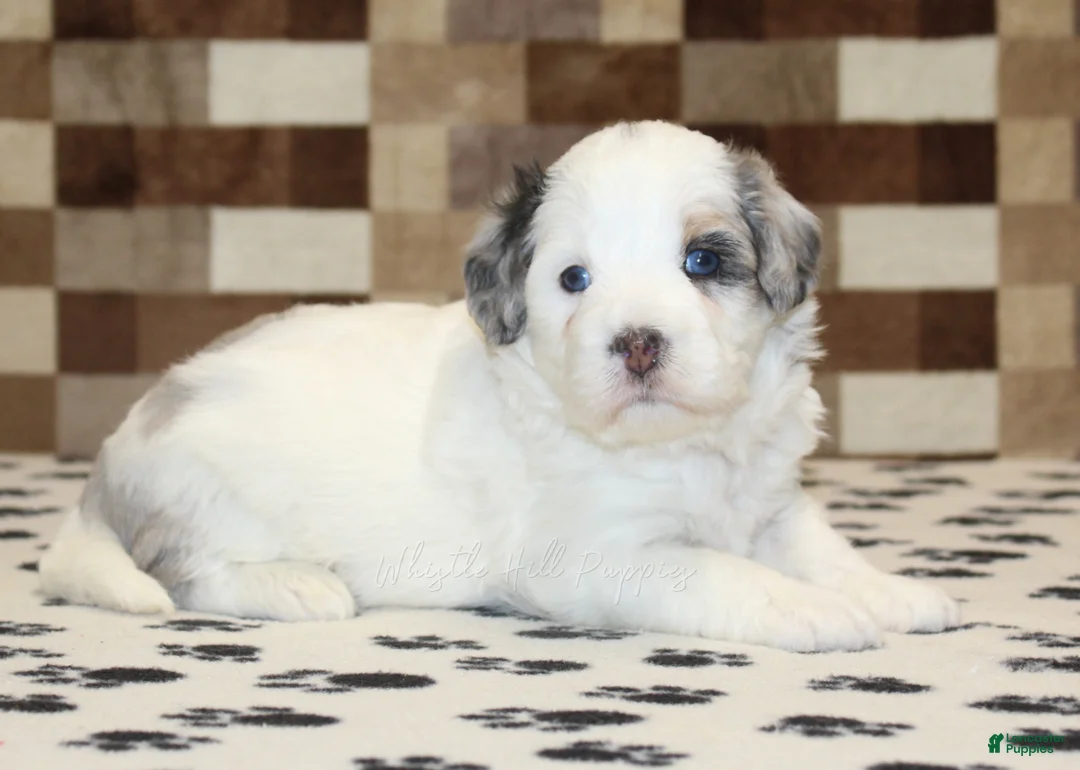 Mini Bernedoodle dogs for sale: Alvin - Ad 2