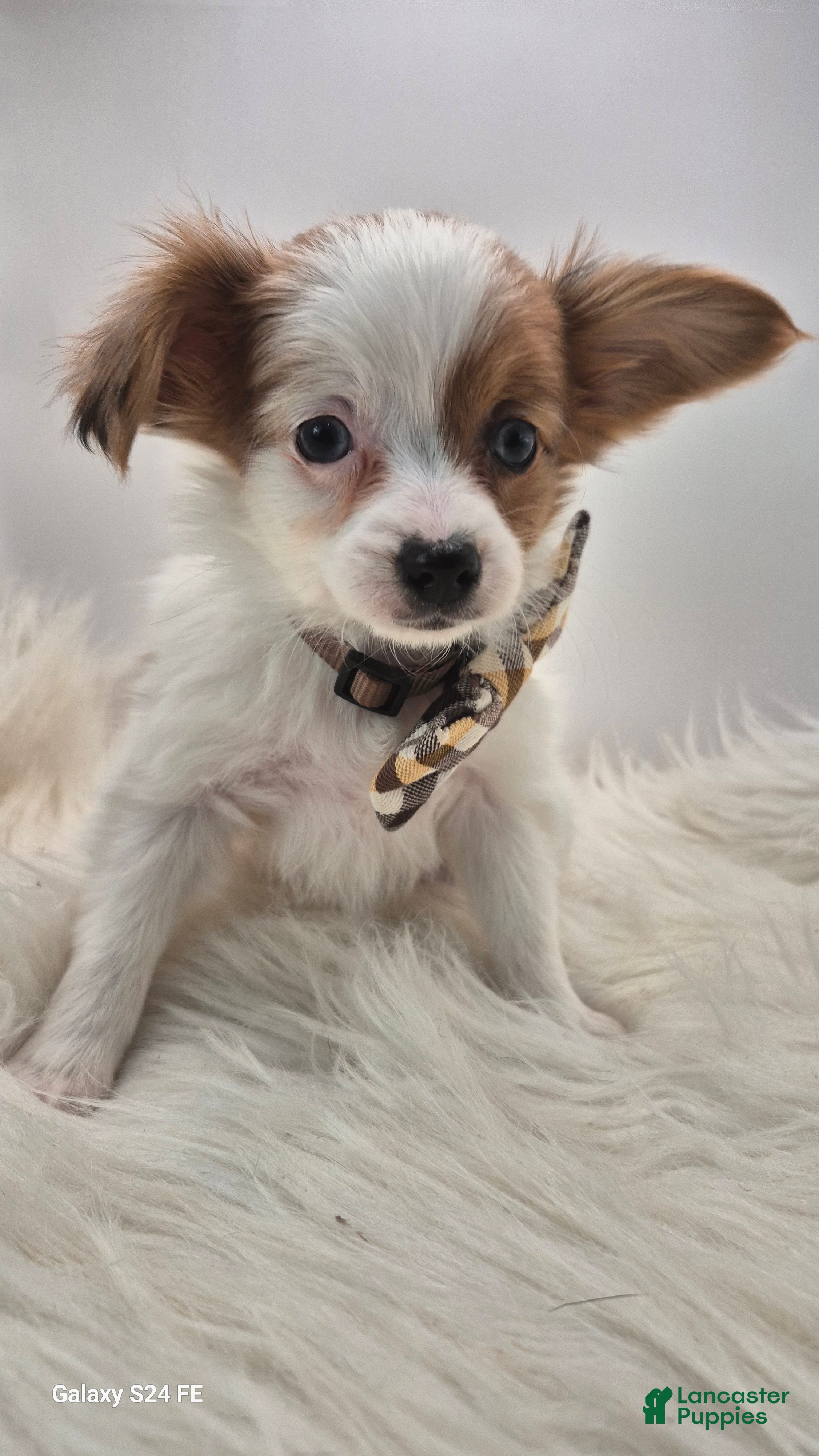 Papillon dogs Green boy(snickers) - Ad 19