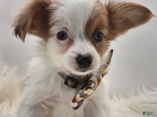 Papillon dogs Green boy(snickers) - Ad 19