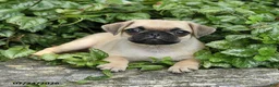 Pug dogs for sale: Drake - Ad 1