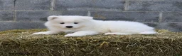 Samoyed dogs for sale: Aurora  - Ad 3