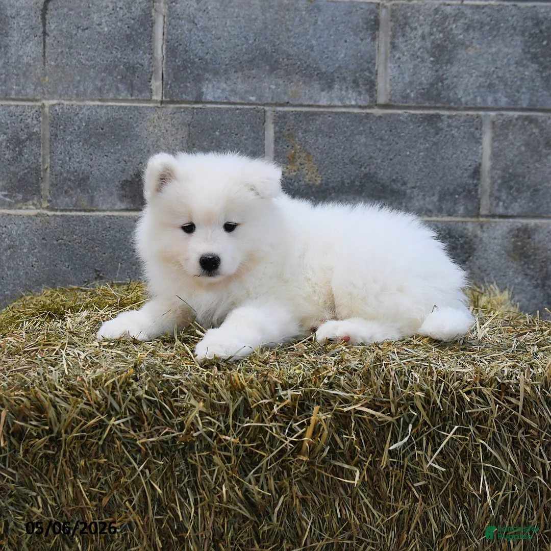 Samoyed dogs for sale: Aurora  - Ad 3