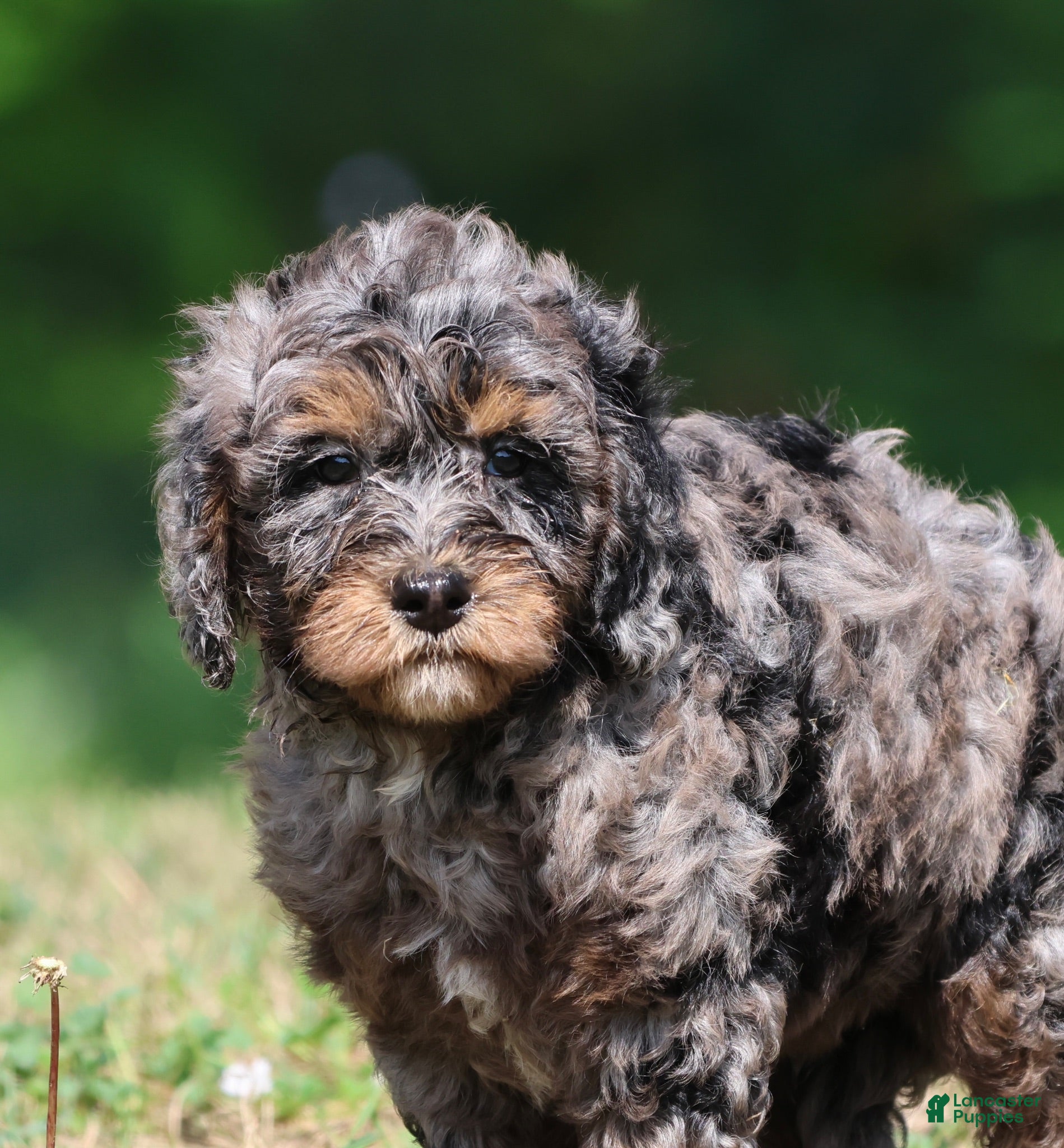 Mini Bernedoodle dogs Blue - Ad 1