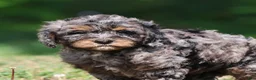 Mini Bernedoodle dogs for sale: Blue - Ad 1