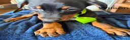 Doberman Pinscher dogs for sale: Doberman Pinscher 8 - Ad 6