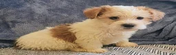 Mixed Breed dogs for sale: Rocky - Ad 4