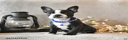 Boston Terrier dogs for sale: Rocky - Ad 4