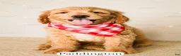 Goldendoodle dogs for sale: Paddinton - Ad 15