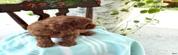 Miniature Poodle dogs for sale: Toffee - Ad 11