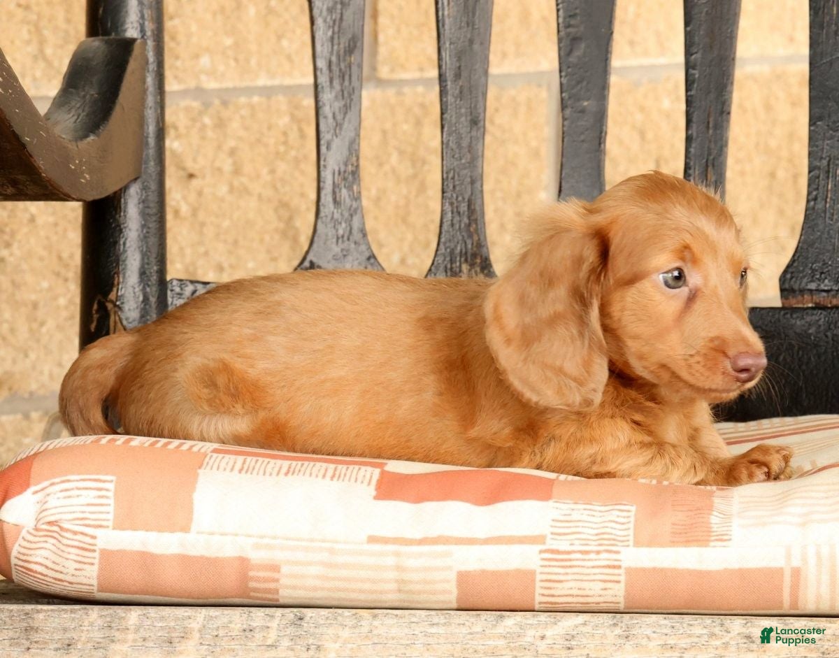 Miniature Dachshund dogs for sale: Rocky - Ad 8