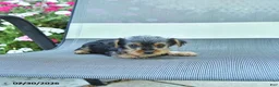 Yorkshire Terrier dogs for sale: Jill - Ad 3