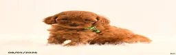 Cavapoo dogs for sale: Irene - Ad 1