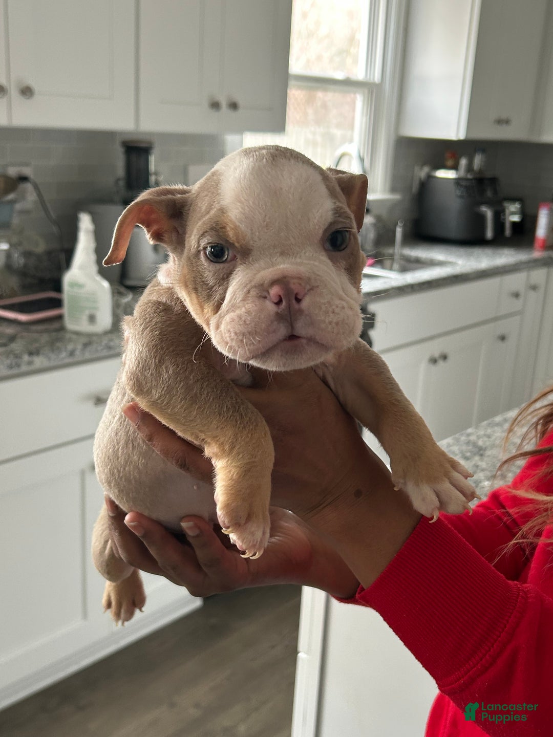 English Bulldog dogs for sale: Blue - Ad 2