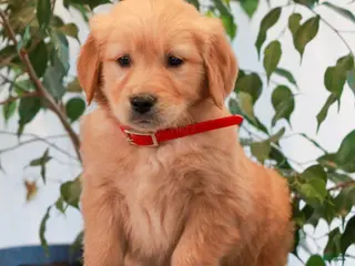 Golden Retriever dogs for sale: Patrick - Ad 3