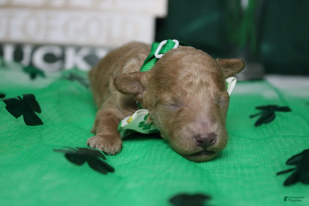 Miniature Poodle dogs for sale: Byron  - Ad 1