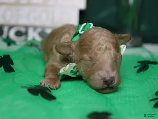 Miniature Poodle dogs Byron - Ad 6