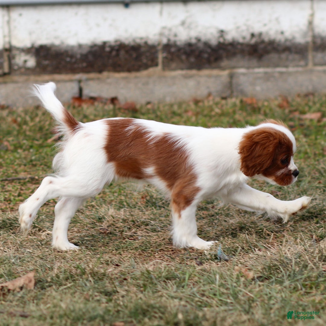 Cavalier King Charles Spaniel dogs for sale: Maddie the Cavalier King Charles Spaniel Puppy - Ad 8