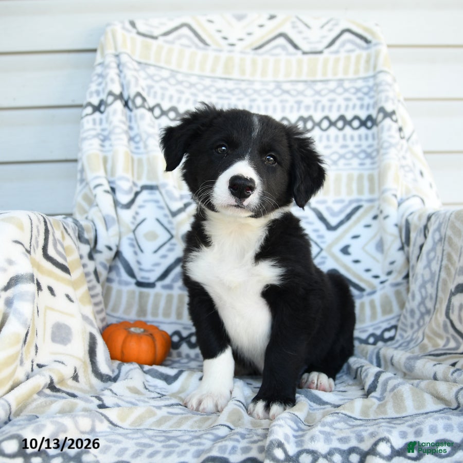 Border Collie dogs for sale: Esmond - Ad 2