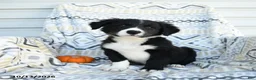 Border Collie dogs for sale: Esmond - Ad 2