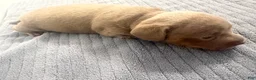 Miniature Dachshund dogs for sale: Miniature Dachshund 1 - Ad 8