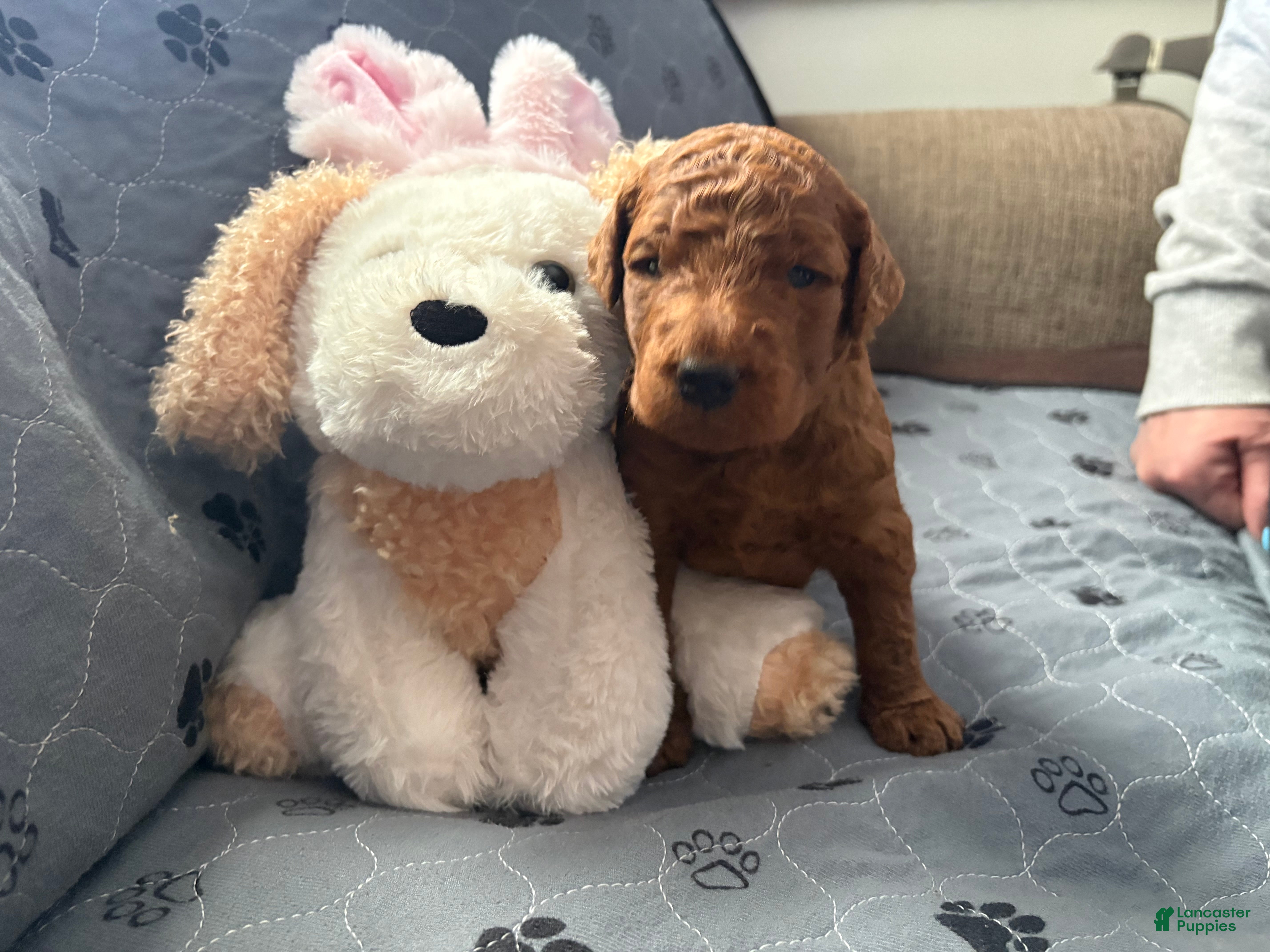 Goldendoodle dogs Prince - Ad 1