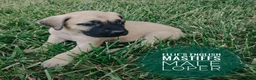 English Mastiff dogs for sale: Loper - Ad 2