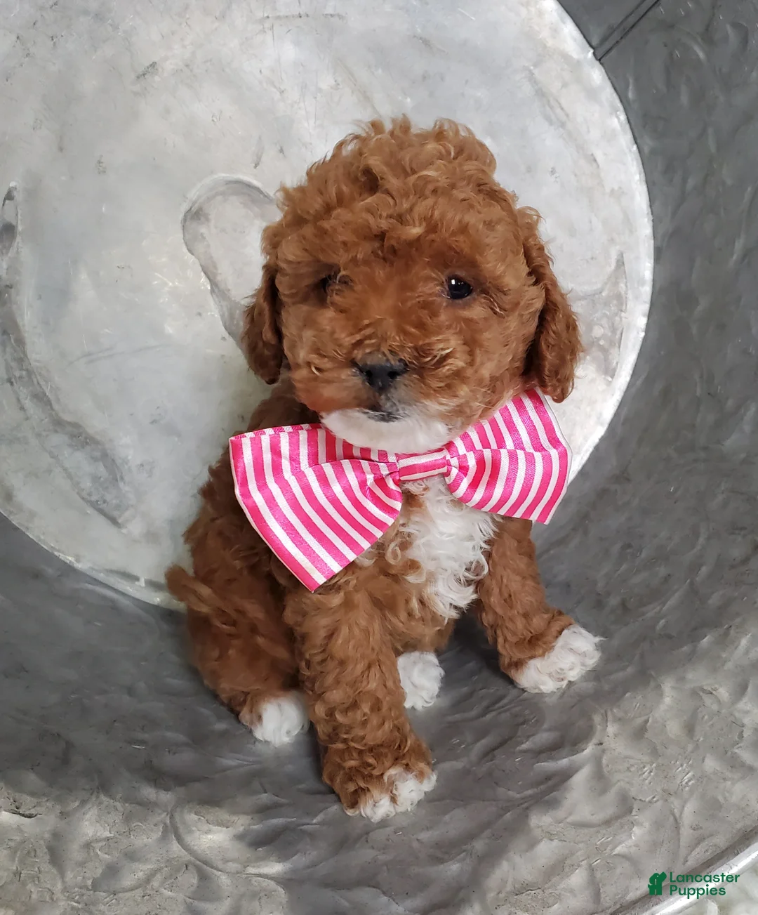 Toy Poodle dogs for sale: Joyce - Ad 4