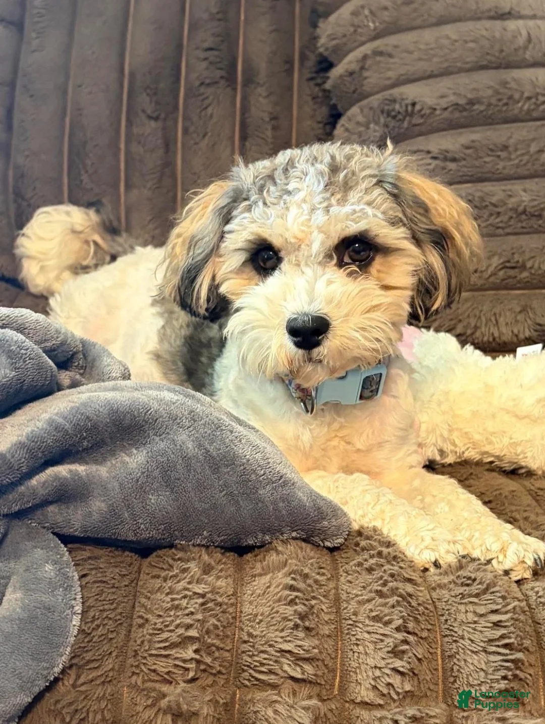 Teddy Bear dogs for sale: Teddy Bear 1 - Ad 4