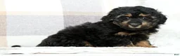 Mini Bernedoodle dogs for sale: Bailey - Ad 6