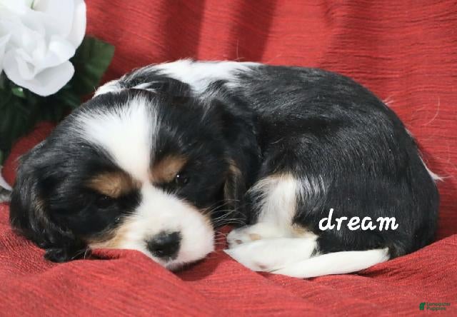 Cavalier King Charles Spaniel dogs Jerico - Ad 2