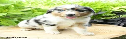 Australian Shepherd dogs for sale: Sierra - Ad 3