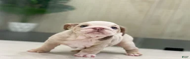 ELOISE
