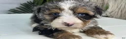 Mini Bernedoodle dogs for sale: Bullet - Ad 3