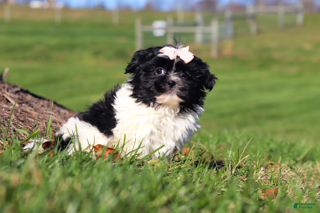 Shih Tzu dogs for sale: Hazel - Ad 2