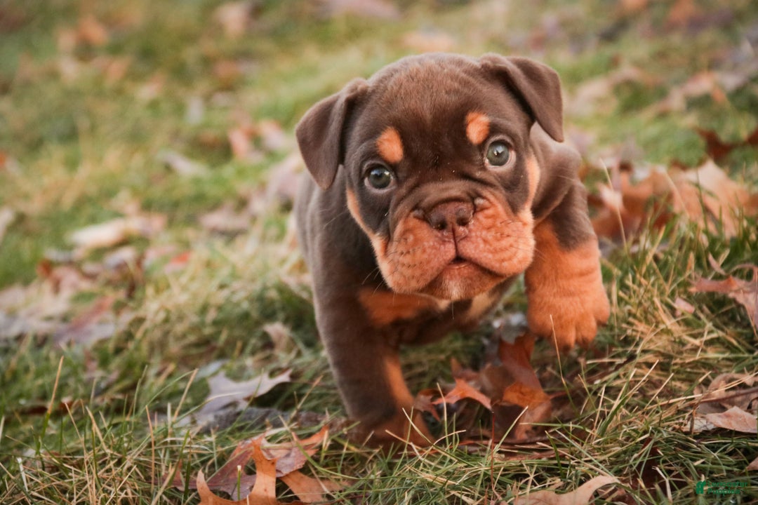 English Bulldog dogs for sale: Glamour - Ad 6