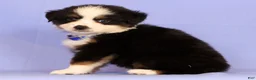 Miniature Australian Shepherd dogs for sale: Danny - Ad 5