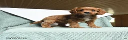 Cavapoo dogs for sale: Bella   - Ad 2
