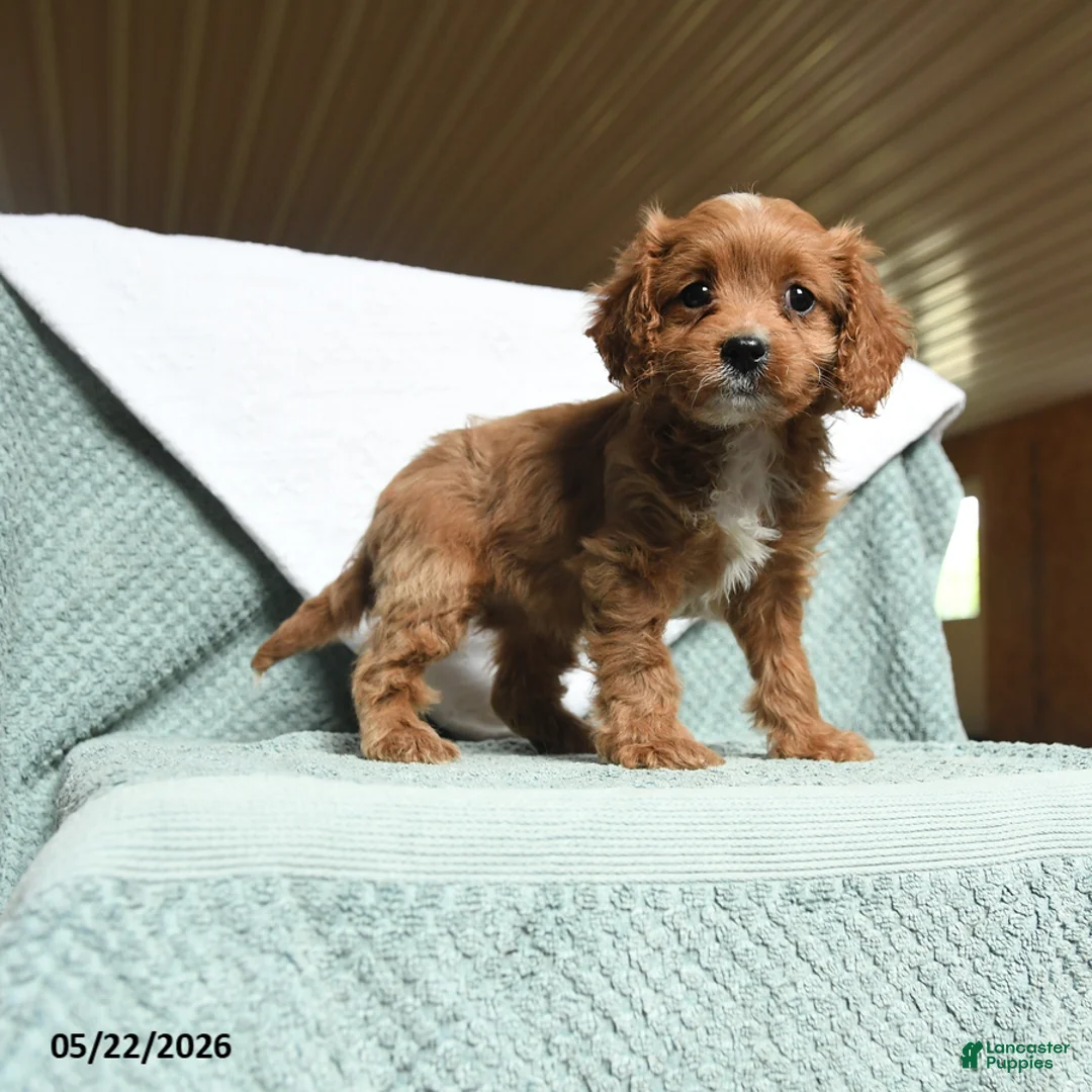 Cavapoo dogs for sale: Bella   - Ad 2