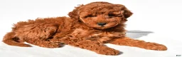 Mini Goldendoodle dogs for sale: Layla - Ad 4