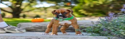Boxer dogs for sale: Max - Ad 4