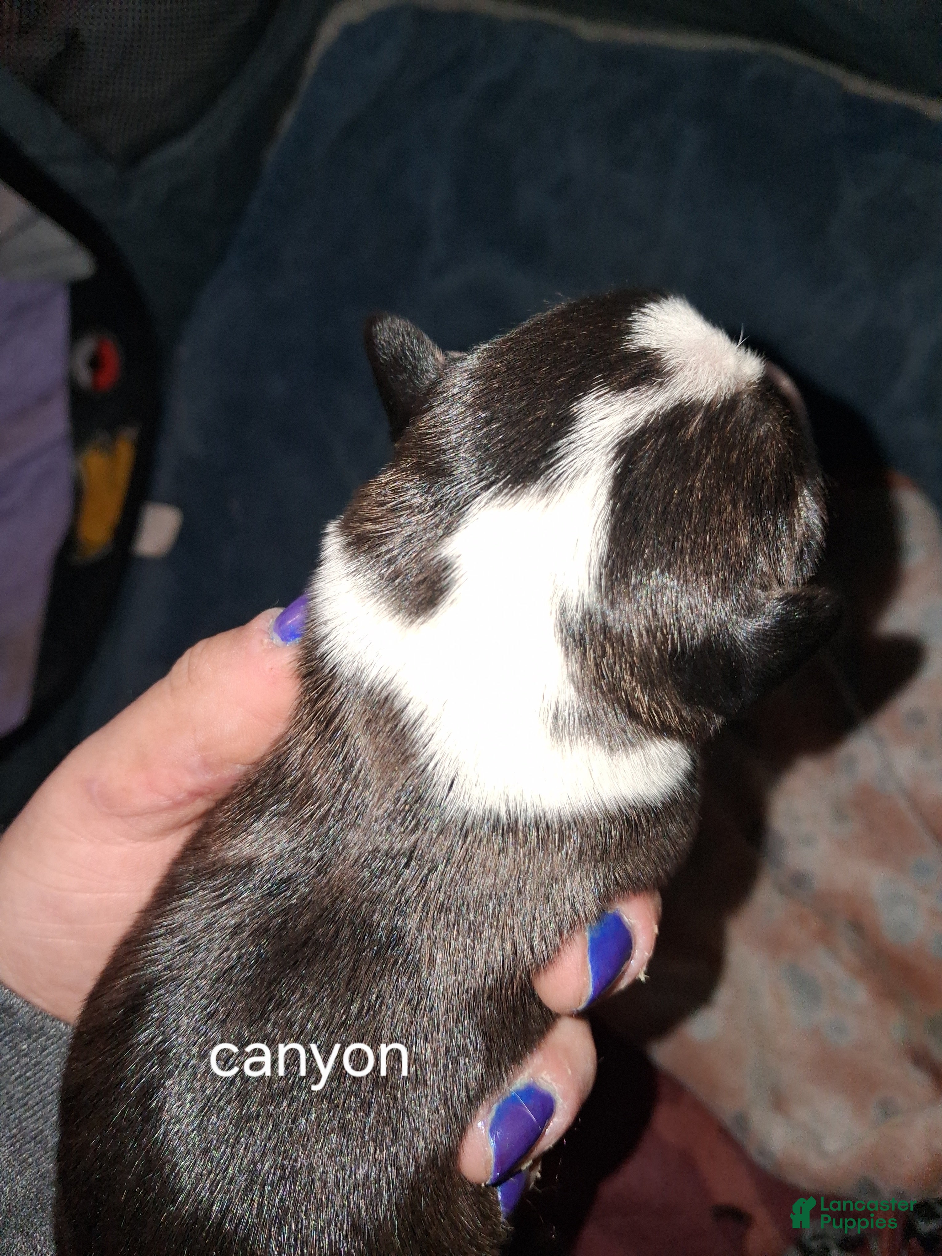 Mixed Breed dogs Canyon - Ad 3