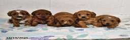 Cavapoo dogs for sale: Cooper - Ad 5