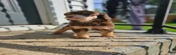 Standard Poodle dogs for sale: Padmè - Ad 3