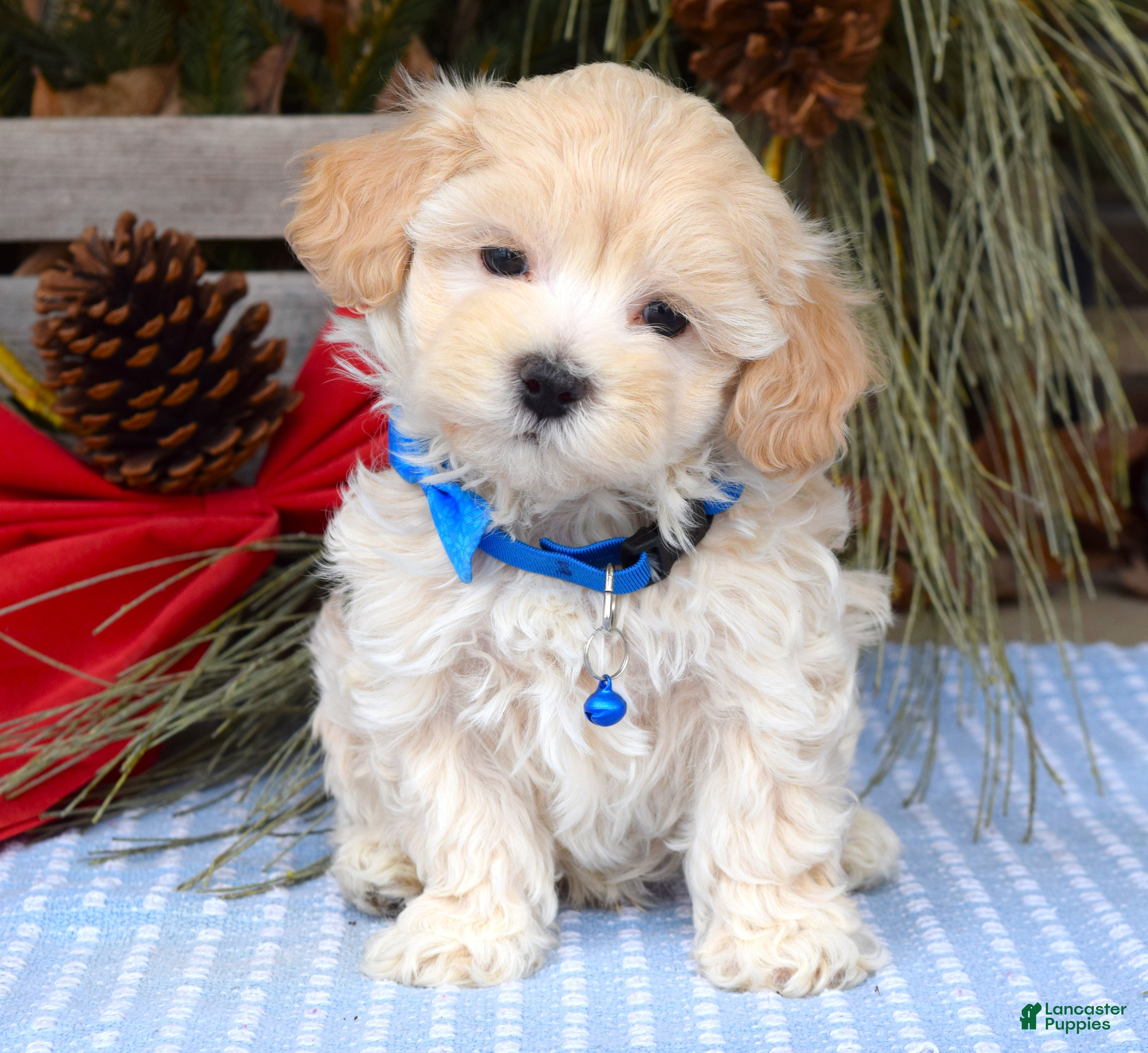 Maltipoo dogs Maverick - Ad 2