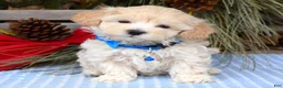 Maltipoo dogs for sale: Maverick - Ad 1