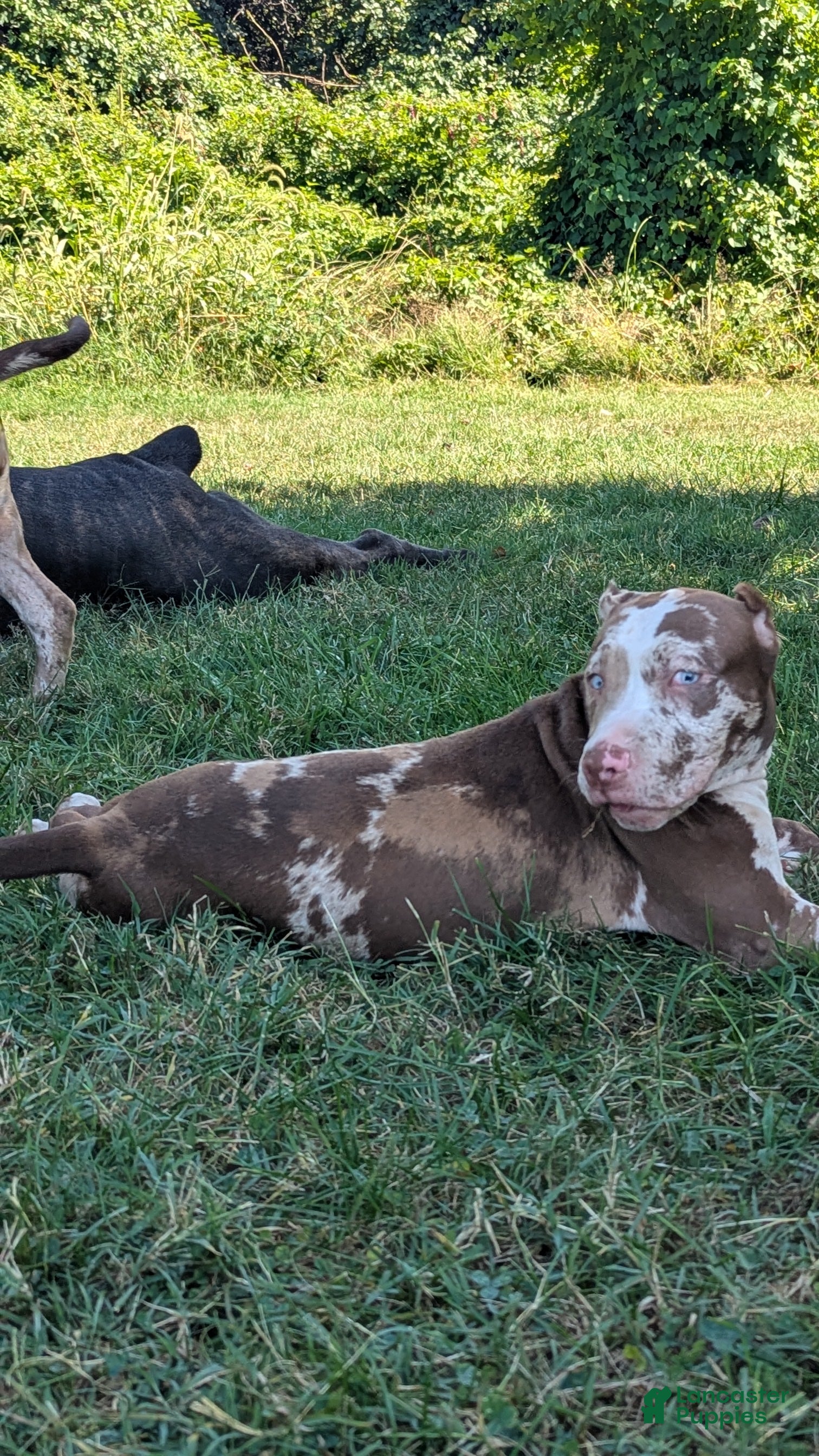 American Bully dogs Iris - Ad 2