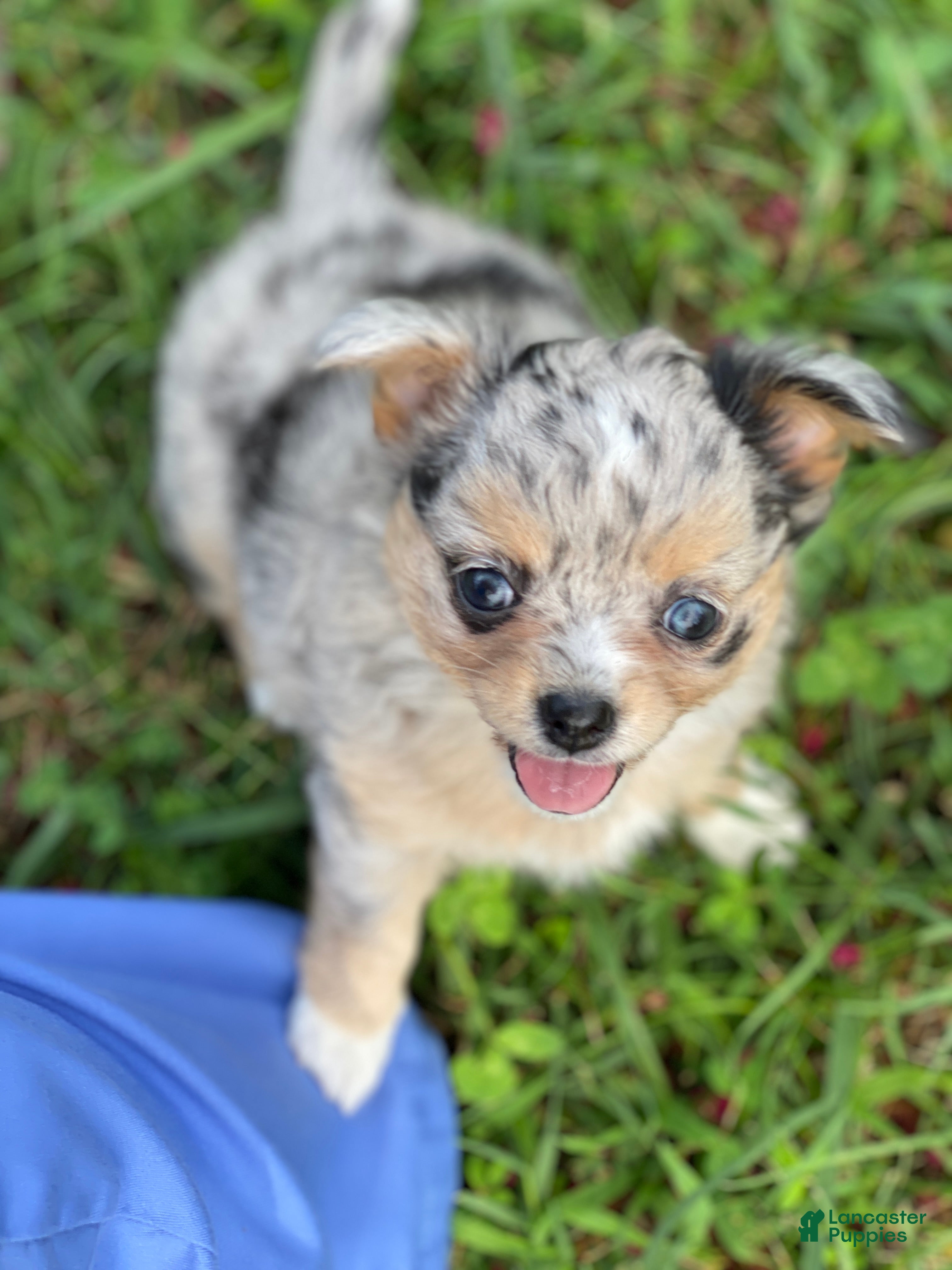 Chihuahua dogs Chia Seed  - Ad 12