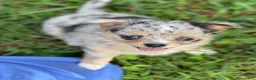 Chihuahua dogs for sale: Chia Seed  - Ad 1