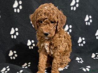 Miniature Poodle dogs Brody - Ad 17
