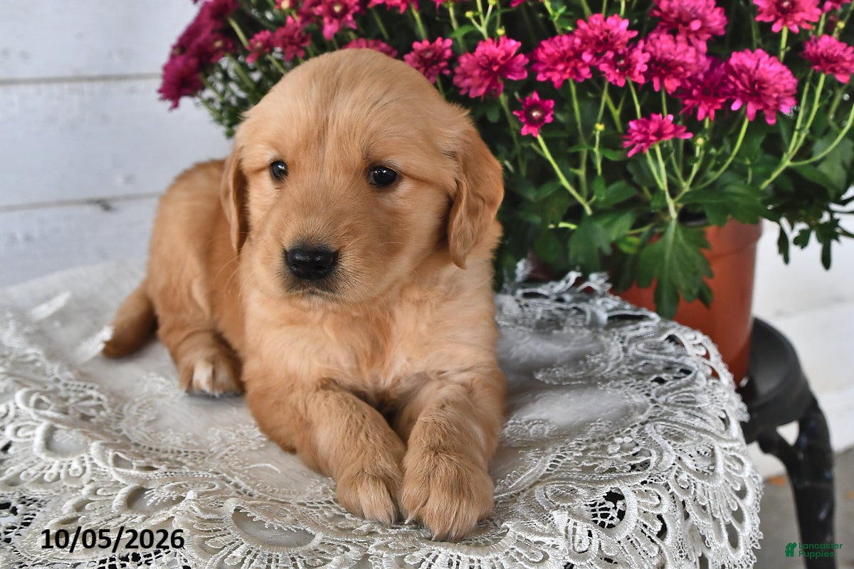 Golden Retriever dogs Roxy - Ad 1